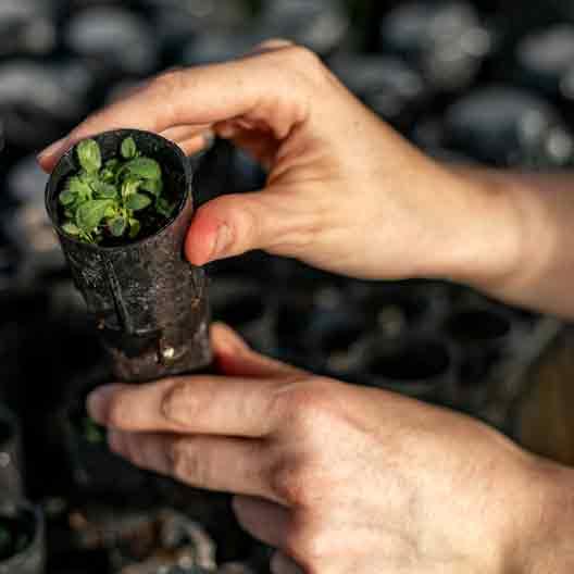 双手捧着一株在小容器里生长的植物